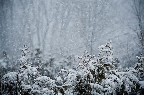 «Snowy Winter Tree Scene» del colaborador de Stocksy «Amanda Large ...