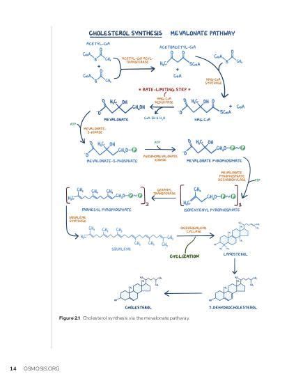 Ketone Body Metabolism Video Causes Meaning Osmosis