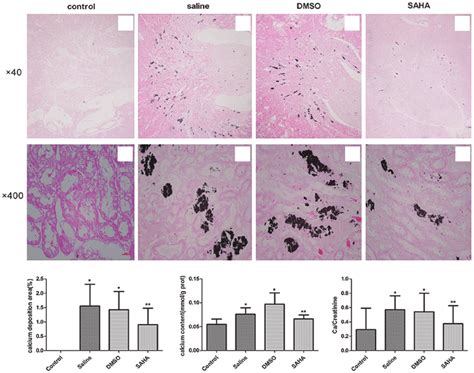 A H Von Kossa Staining And Eosin Counter Staining Of The Mouse