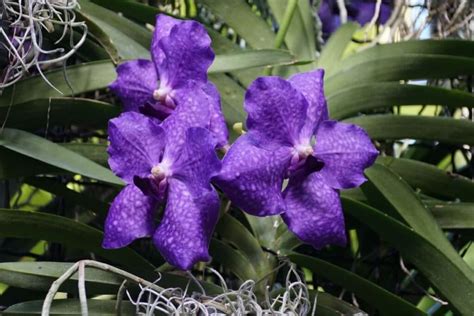 Vanda Orchids: Types, How to Grow and Care | Florgeous