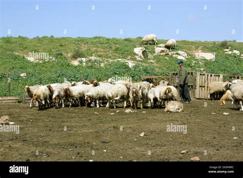 Bedouin Shepherd With A Flock Of Sheep In The Negev Israel Stock Photo