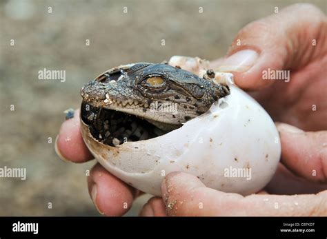 Israel Aravah Crocodile And Alligator Breeding Farm Crocodile