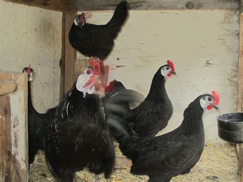 Chicken Breed Focus White Face Black Spanish Page Backyard