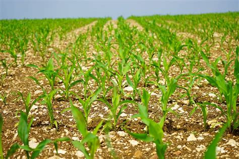 Planting Of Both Corn And Soybeans Accelerated Over The Past Week Cbc