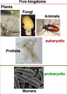 Difference Between Protists and Fungi | Difference Between 