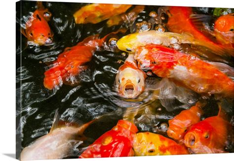 Goldfish In Pond Wall Art, Canvas Prints, Framed Prints, Wall Peels ...