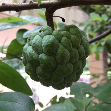 Annona Squamosa Sugar Apple In Gardentags Plant Encyclopedia