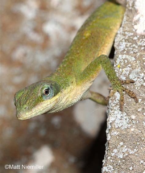 Green Anole , information provided by the Tennessee Wildlife Resources ...