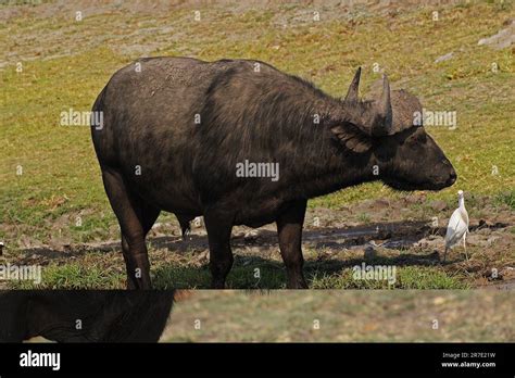 African Buffalo Syncerus Caffer With Cattle Egret Bubulcus Ibis