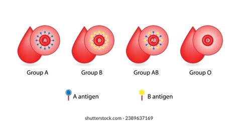 Abo Blood Groups Four Blood Types Stock Vector Royalty Free