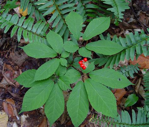 Panax Quinquefolius American Ginseng Go Botany