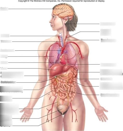 Organ map Diagram | Quizlet