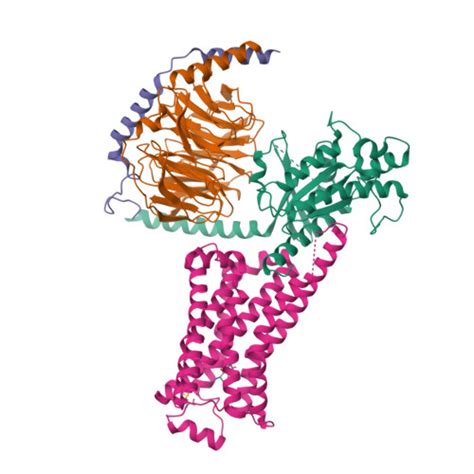 Rcsb Pdb Ge Cryoem Structure Of Beta Adrenergic Receptor In