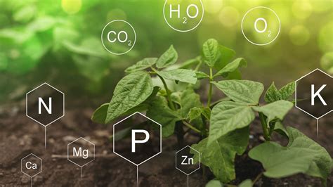 Unsur Hara Makro Free Hot Pic Gallery Riset