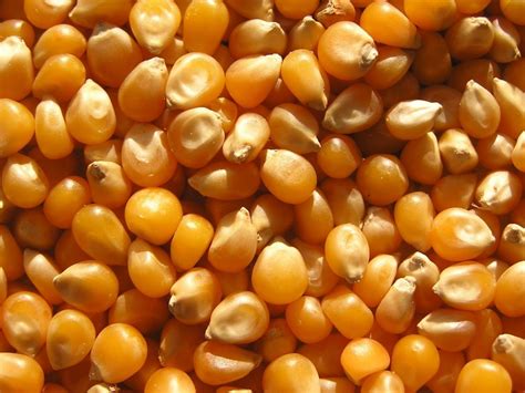 Yellow Hybrid Maize Seeds For Agriculture Packaging Type Loose At Rs