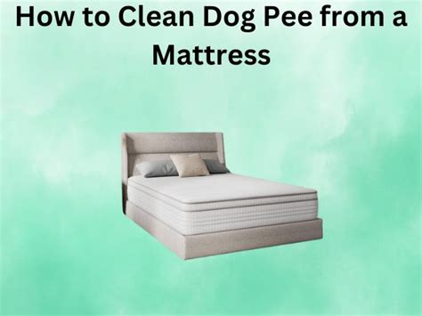 how to clean mattress with dog pee