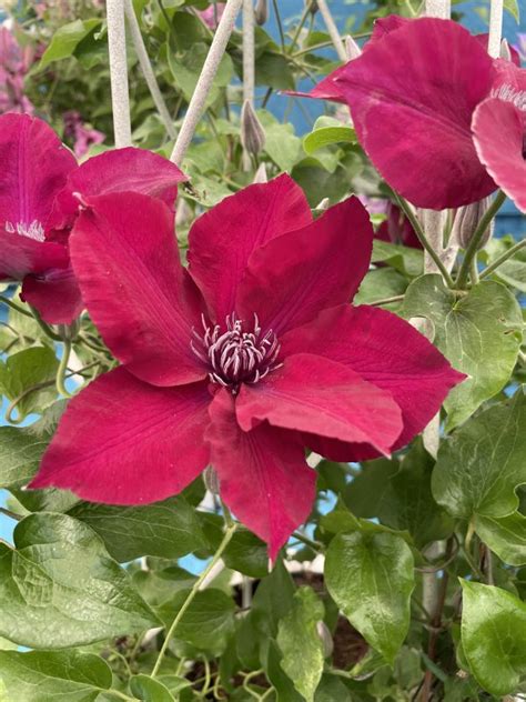 Clematis Nubia Floyds Clematis And Climbers