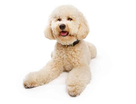 9 Labradoodle Haircuts: Which Hairstyle is Best for Your Pet? - K9 Web