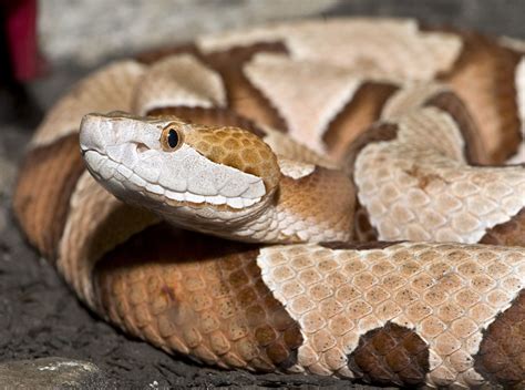 How To Get Rid Of Copperhead Snakes Methods That Work