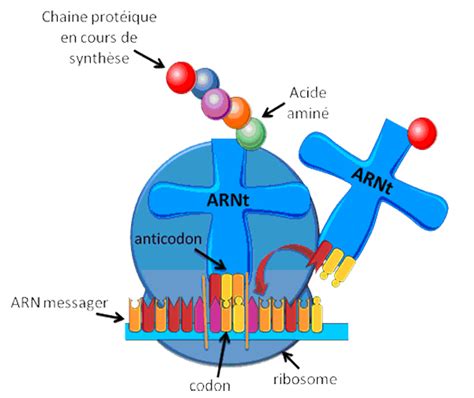 Traduction De L Adn