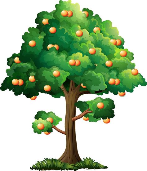 Arbol De Naranja Dibujo