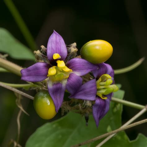 Solanum Anomalum Interstellar Blends Activate Your Super Powers