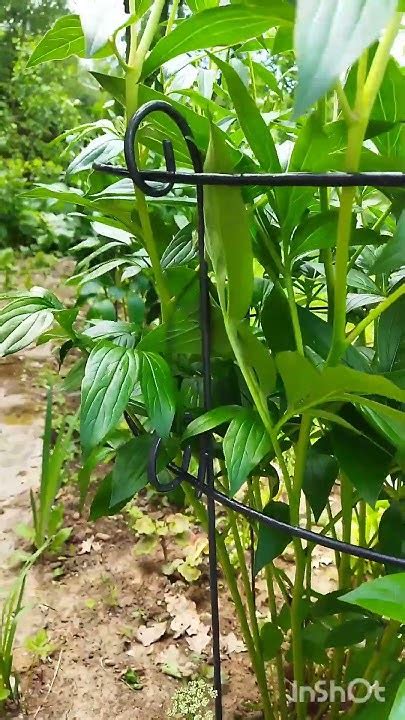 Кустодержатель для пионов с двойным размыкающимся кольцом.#сад #дача # ...