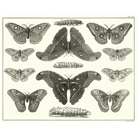 Framed Antheraea polyphemus Butterfly | Evolution Store