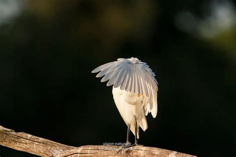 Les Oiseaux De Nos Contr Es Christophe Peyronnet Photographies