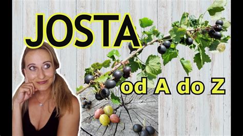 Josta PĚstovÁnÍ Josty Od A Do Z úvod Pěstování Josty Rozmnožování