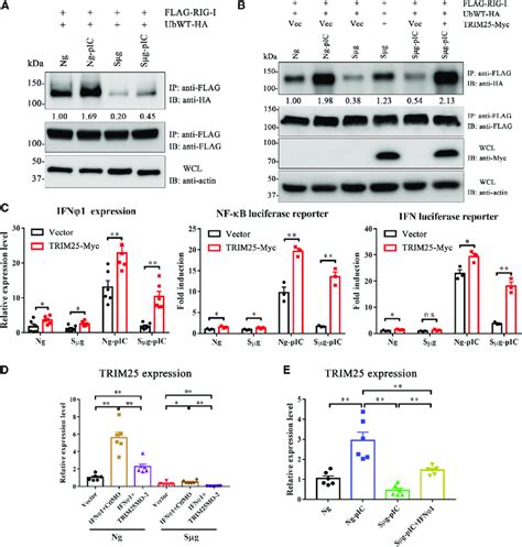 Role of TRIM25 in the Perturbation of RIG-I-Mediated Antiviral Immunity ... 