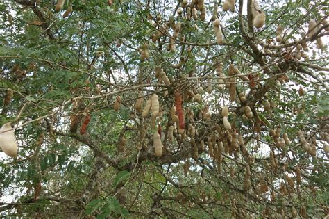 Мармеладное Дерево Фото – Telegraph