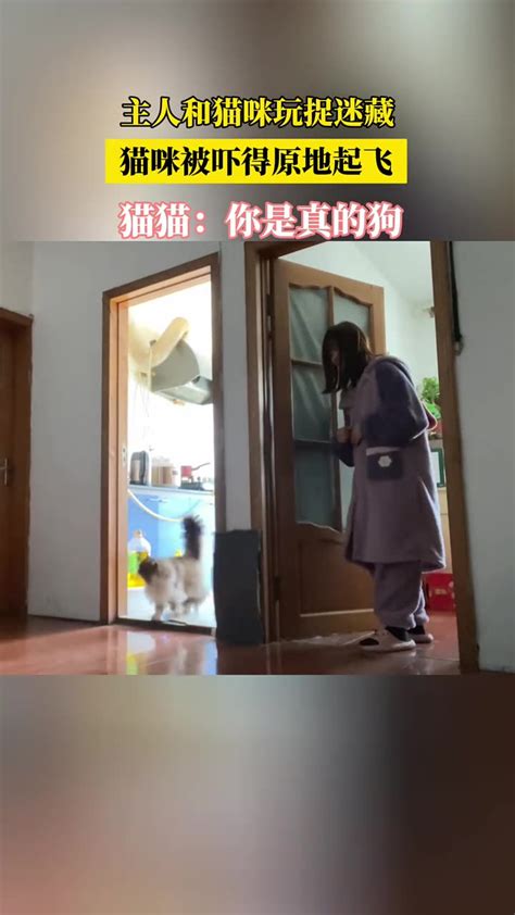 主人和猫咪玩捉迷藏 猫咪被吓得原地起飞 猫猫：你是真的狗