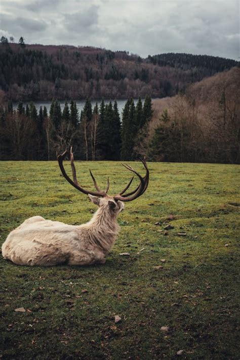 Back View Of Deer · Free Stock Photo