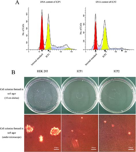 Flow Cytometric Ploidy Analysis And Soft Agar Colony Formation Assay Of Download Scientific