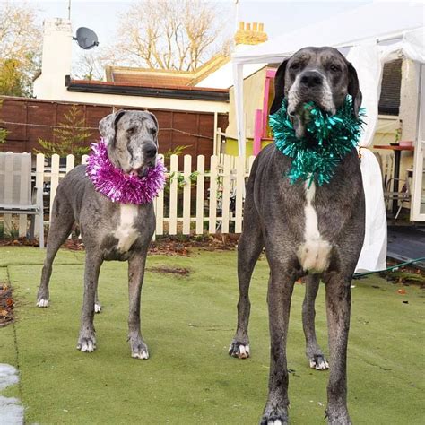 Freddy, a 7 Feet 6 Inches Great Dane, Is the World’s Largest Dog