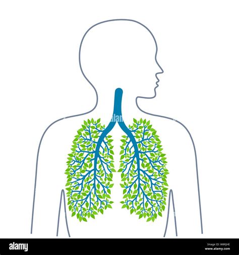 Human Lungs And Bronchial Tree Hi Res Stock Photography And Images Alamy