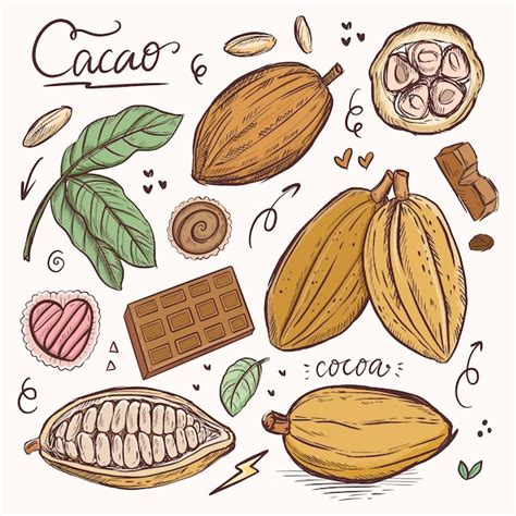 Desenho de planta de feijão de cacau chocolate ilustração clássica