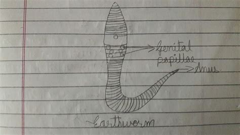 How To Draw Earthworm Youtube