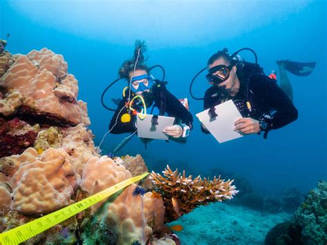 Reef Health Assessments - Roctopus - ecoTrust