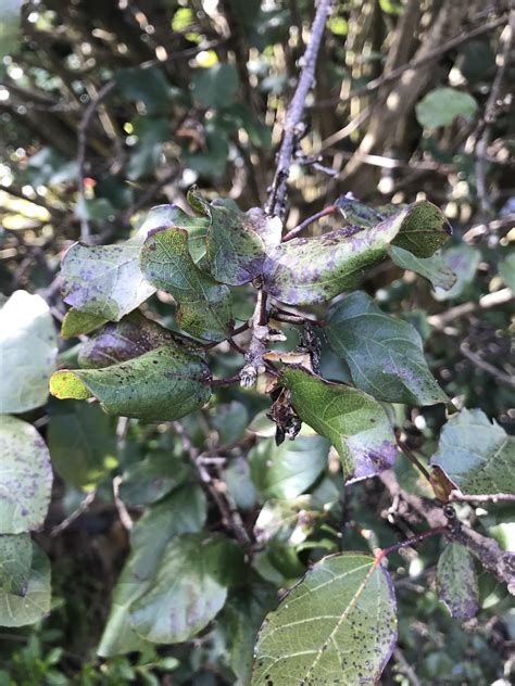 Help Hibiscus Has Black Spots Dead Branches And Aphids R