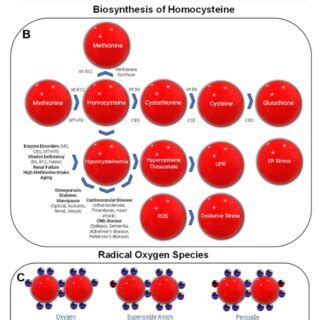 Biosynthesis of NAD+ (+ is superscripted) and homocysteine and radical ...