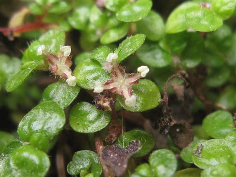 Солейролия уход в домашних условиях, фото, размножение, как ухаживать