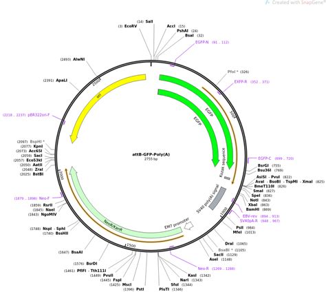 Addgene: attB-­GFP-­Poly(A)