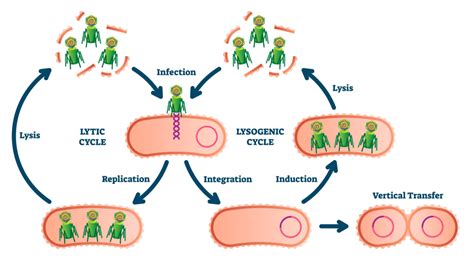 The Life Cycle Of A Virus Gcse Biology Revision