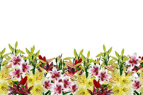 Lily Flower Border Stock Photos, Images and Backgrounds for Free Download