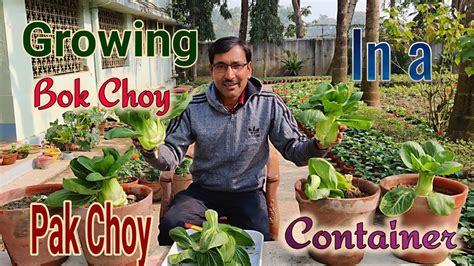 Growing Bok Choy Or Pak Choy In Containers Most Easily Youtube