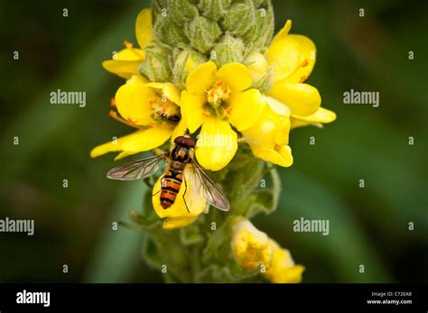 Marmalade Hoverfly Episyrphus Balteatus On Verbascum Densiflorum