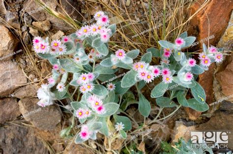 South-western edelweiss (Helichrysum roseo-niveum), Stock Photo ...