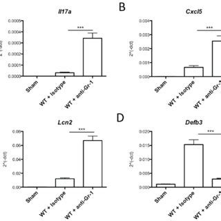 Neutrophil Depletion Does Not Impair Expression Of Il A Or